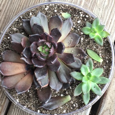 Echeveria Black Prince