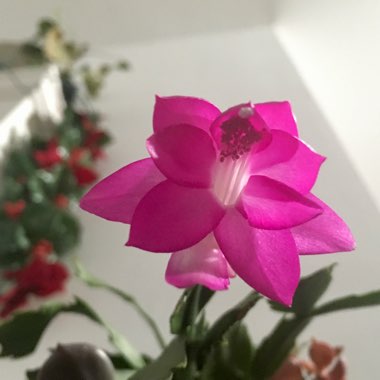 Schlumbergera truncata