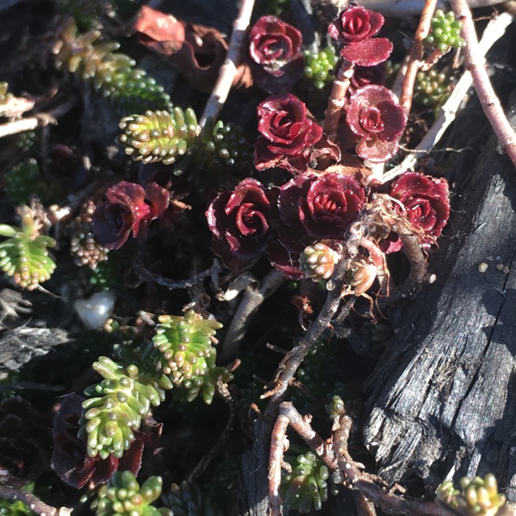 Plant image Sedum Spurium Schorbusers Blut