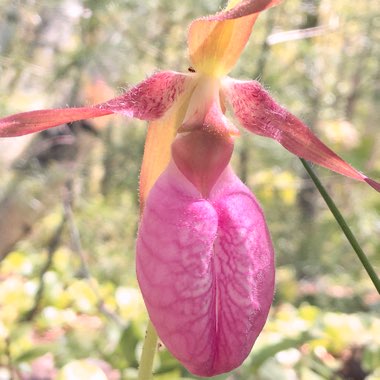 Calceolaria