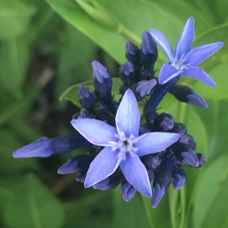 Plant image Amsonia 'Blue Ice'