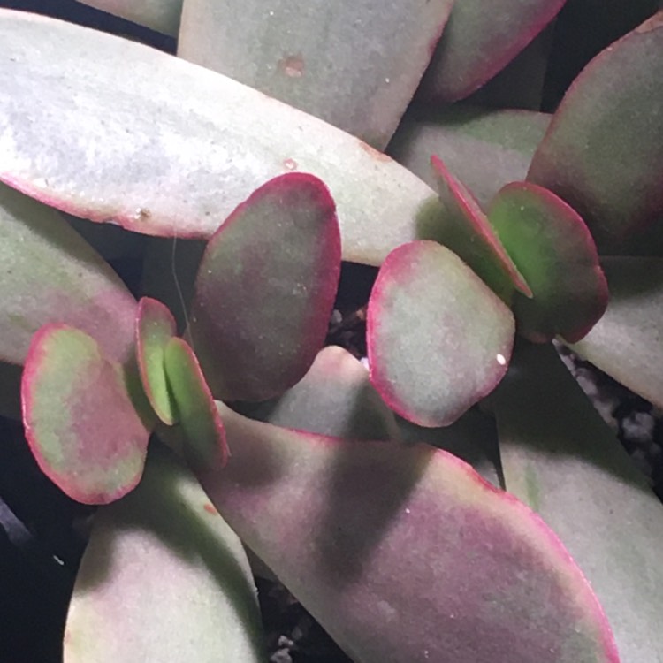 Plant image Crassula Variegata