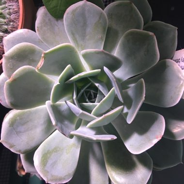 Echeveria Holy Gate