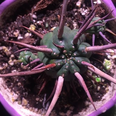 Euphorbia ferox