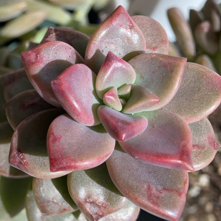 Plant image Graptosedum Vera Higgins