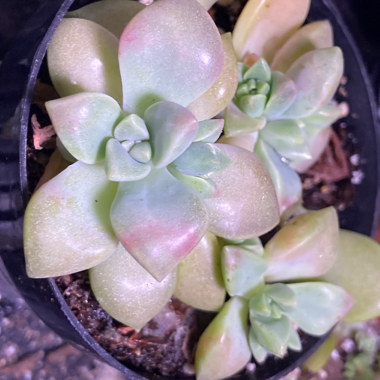 Plant image Graptopetalum Paraguayense subsp. Bernalense