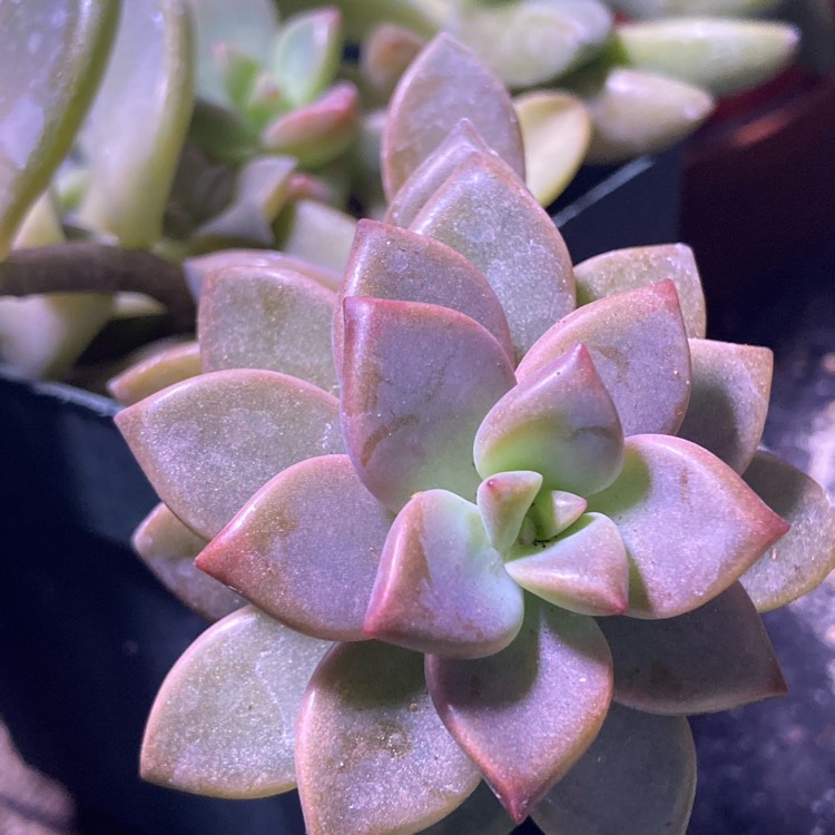 Plant image Graptoveria Vera Higgins