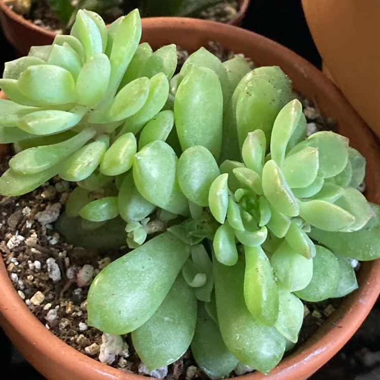 Plant image Graptopetalum Macdougallii