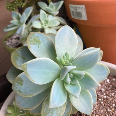 x Graptosedum Ghosty