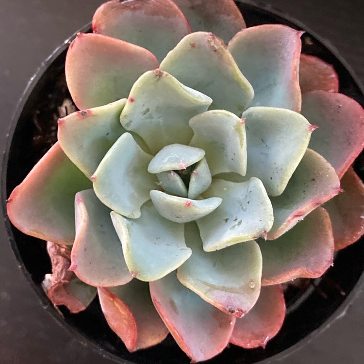 Plant image Echeveria Galaxy Blue