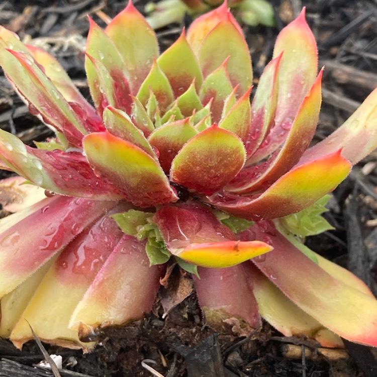 Plant image Sempervivum Gold Nugget