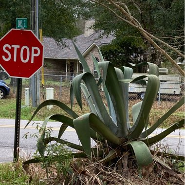 Agave