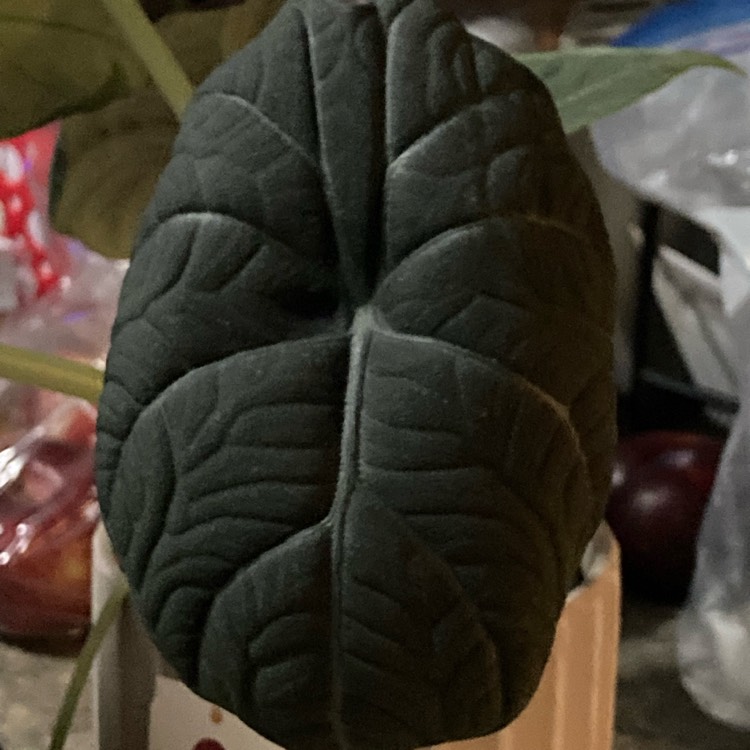 Plant image Alocasia melo