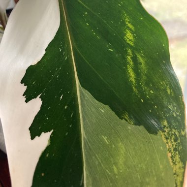 Philodendron 'White Knight'