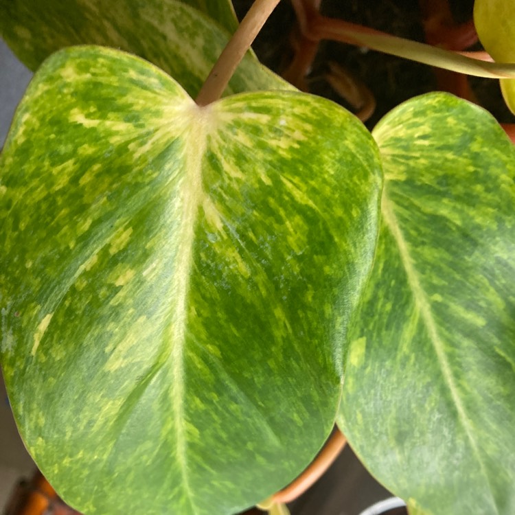 Plant image Philodendron 'Painted Lady'