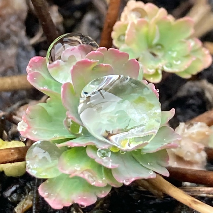 Plant image Aquilegia  'Origami Pink and White'