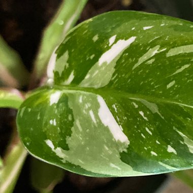 Philodendron 'White Princess'