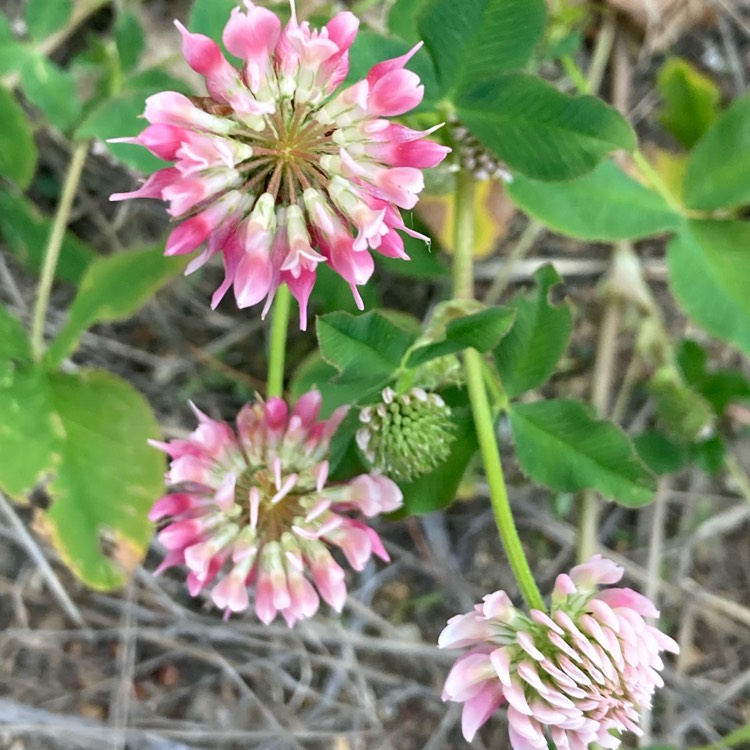 Plant image Trifolium