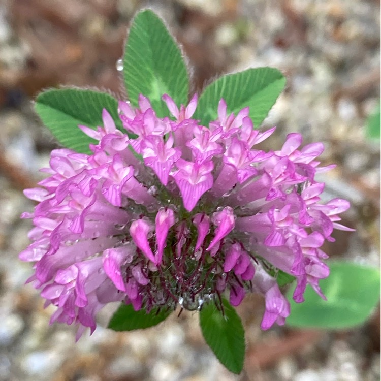 Plant image Trifolium