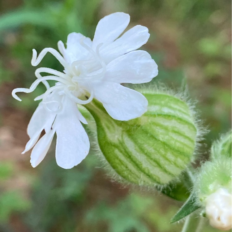 Plant image Silene latifolia