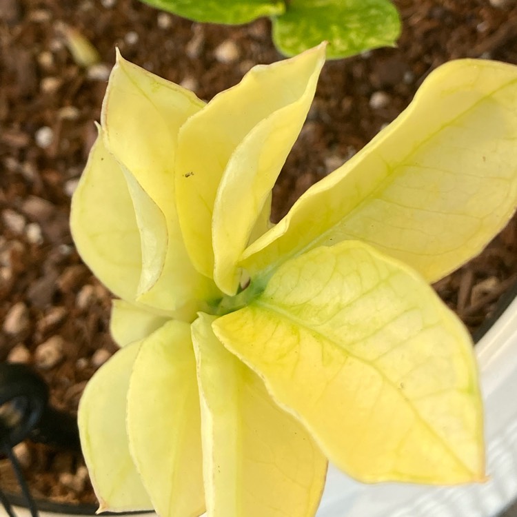 Plant image Zamioculcas Zamiifolia 'Chameleon '