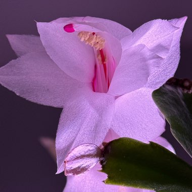 Schlumbergera truncata