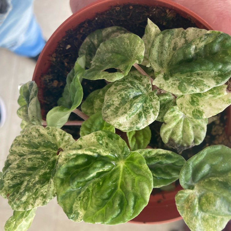 Plant image Peperomia Caperata Variegata