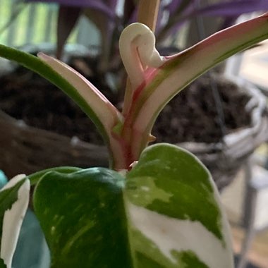 Philodendron 'White Princess'