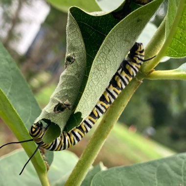 Milkweed