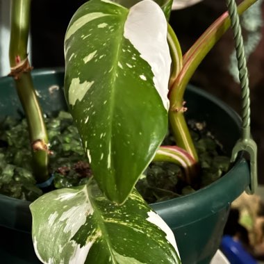 Philodendron 'White Princess'