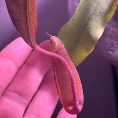 Pitcher Plant