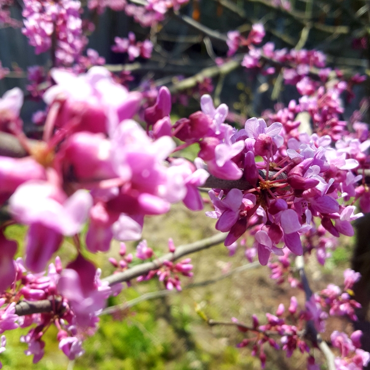 Plant image Cercis Canadensis