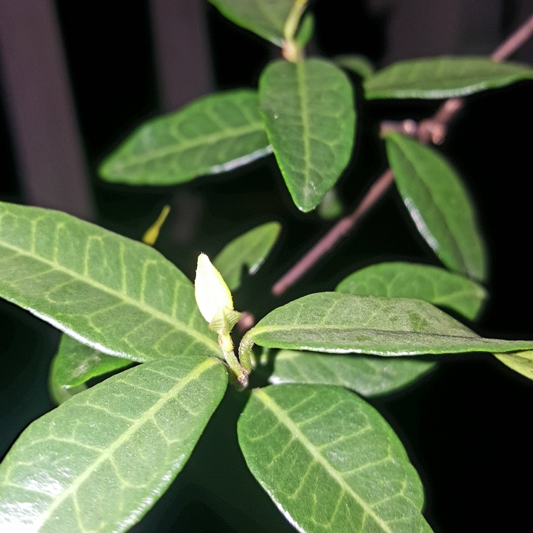 Plant image Trachelospermum asiaticum 'Ogon-Nishiki'