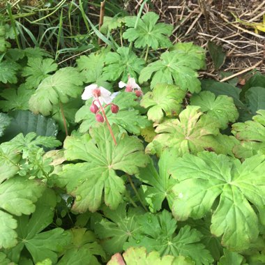 Bigroot Cranesbill 'Ingwersen's Variety'