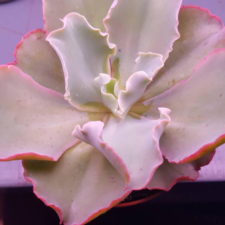 Plant image Echeveria Barbillion