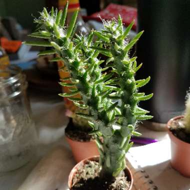 Eve's Needle Cactus