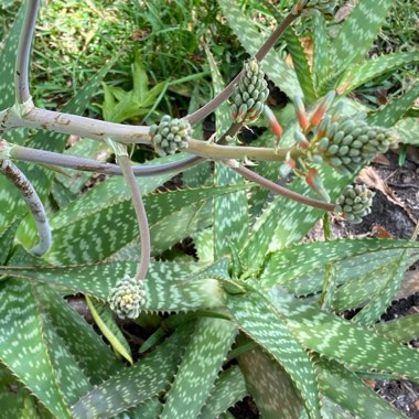 Aloe Saponaria