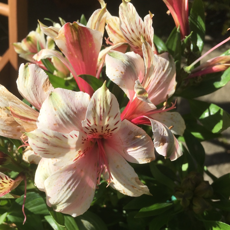 Plant image Alstroemeria 'Koncasweet' (Inca Series) syn. Alstroemeria 'Inca Sweety'