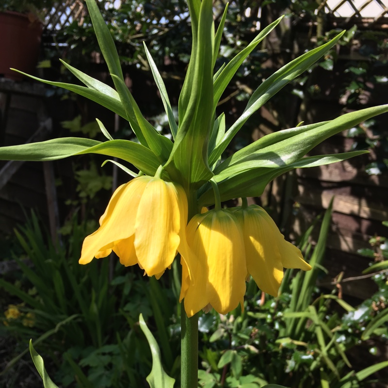 Plant image Fritillaria imperialis 'Lutea'