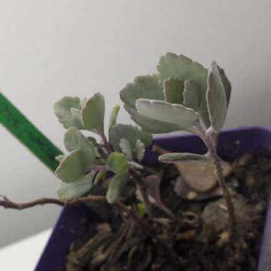 Kalanchoe Pumila