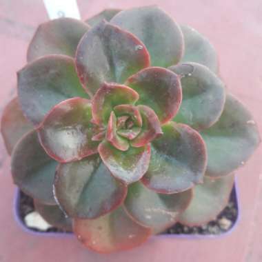 Echeveria Melaco