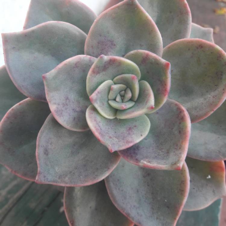 plant image 1017737