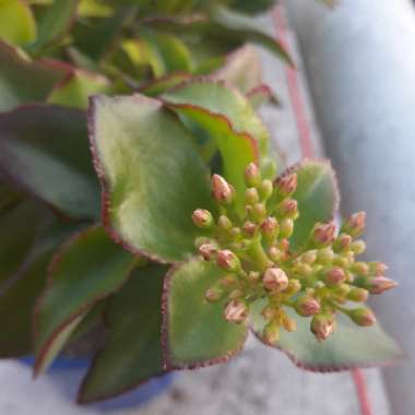 Crassula Sarmentosa