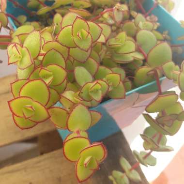 Crassula Pellucida subsp. Marginalis