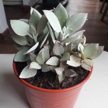 Kalanchoe Hildebrandtii