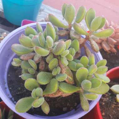 Crassula rogersii