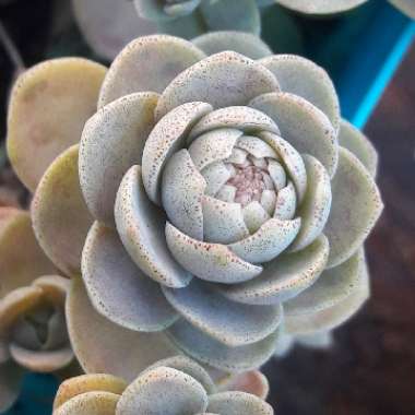 Orostachys Iwarenge