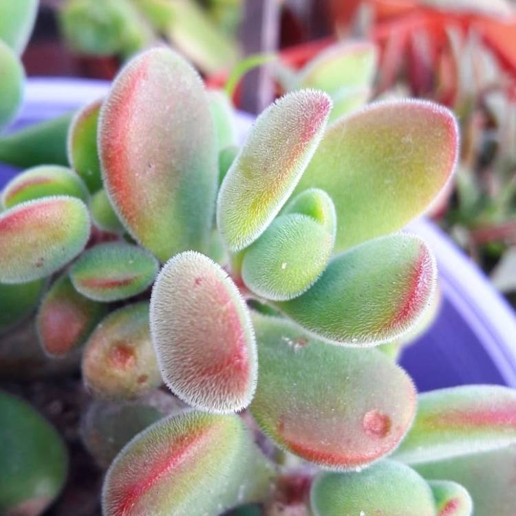 Plant image Crassula rogersii