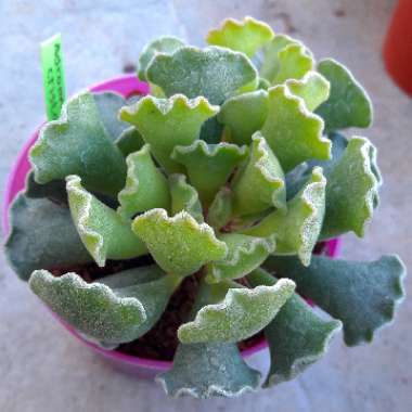 Adromischus cristatus