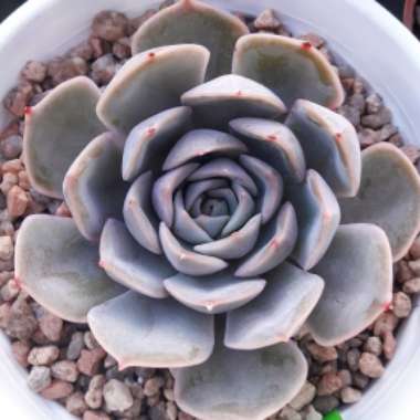 Echeveria Lia